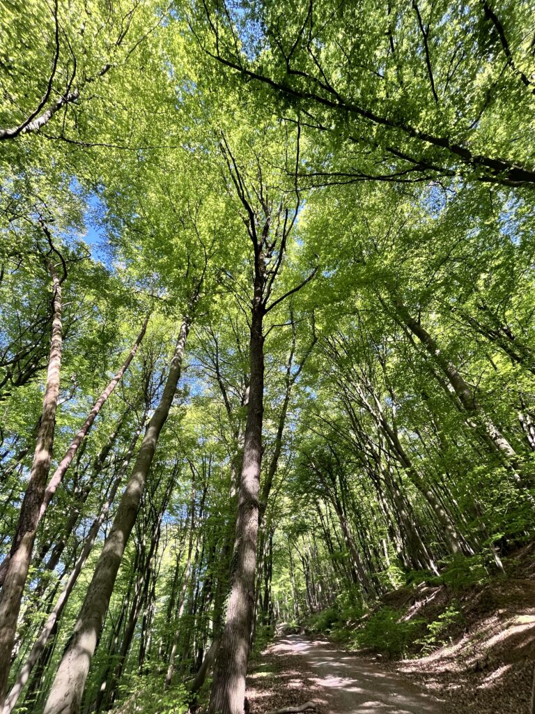 Heimische Wälder im Spessart Brennholzhandel Hasenstab - Heimische Wälder für regionales Brennholz